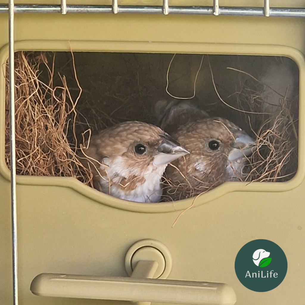 Двойка японски амадини