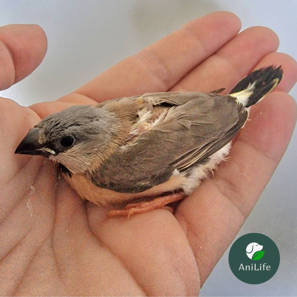 остропашата амадина бебе