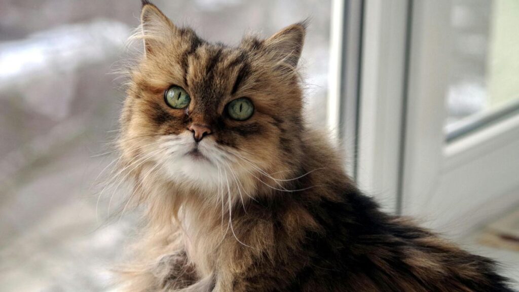 Персийска котка