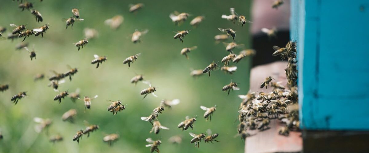 5 грешки при гледане на пчели