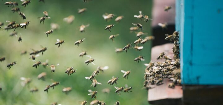 5 грешки при гледане на пчели