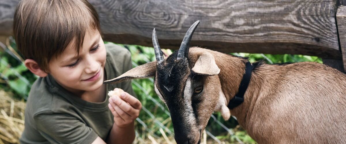 Ферма – как да гледаш животни