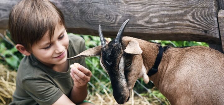 Ферма – как да гледаш животни