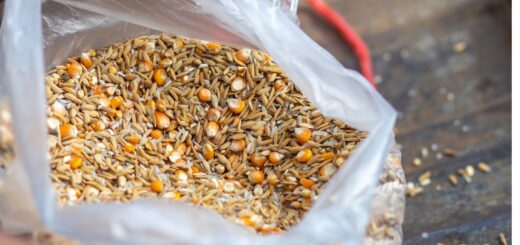 фуражът за кокошките качествен