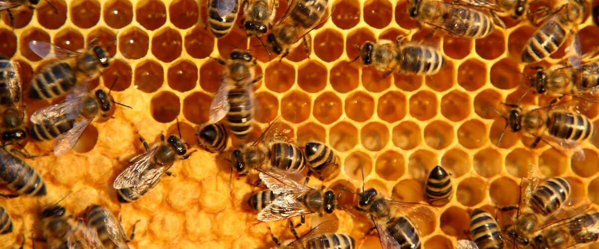 Как се гледат пчели