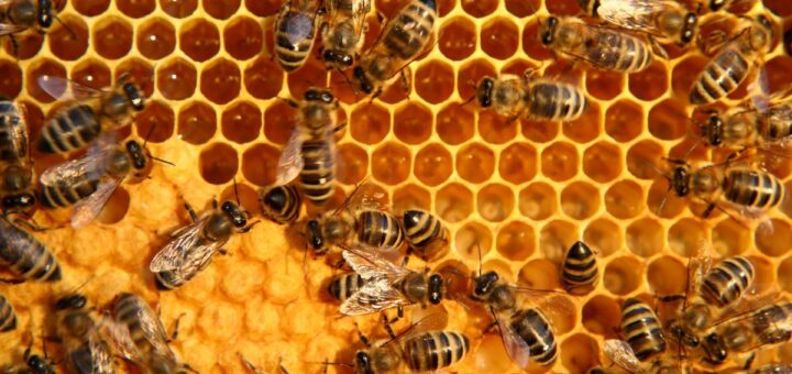 Как се гледат пчели