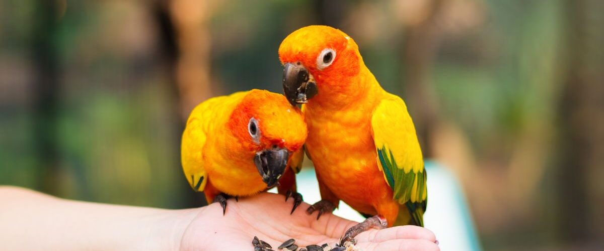 Как да опитомиш папагал