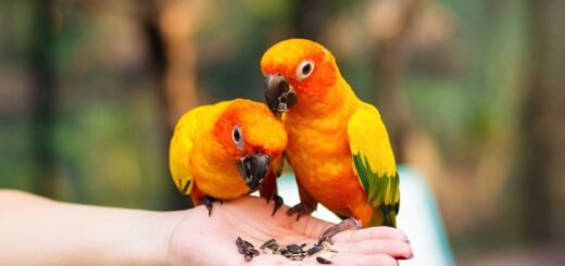 Как да опитомиш папагал