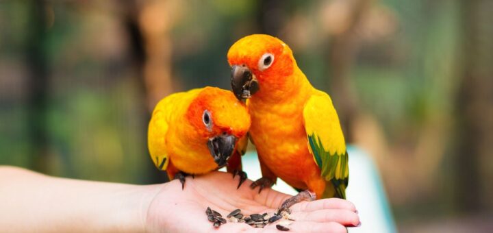 Как да опитомиш папагал