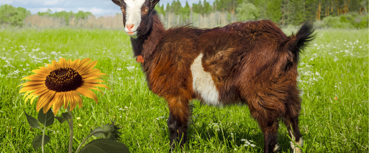 Как се гледа коза