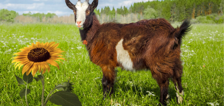 Как се гледа коза