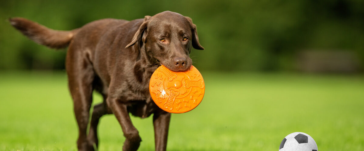 Как се гледа куче