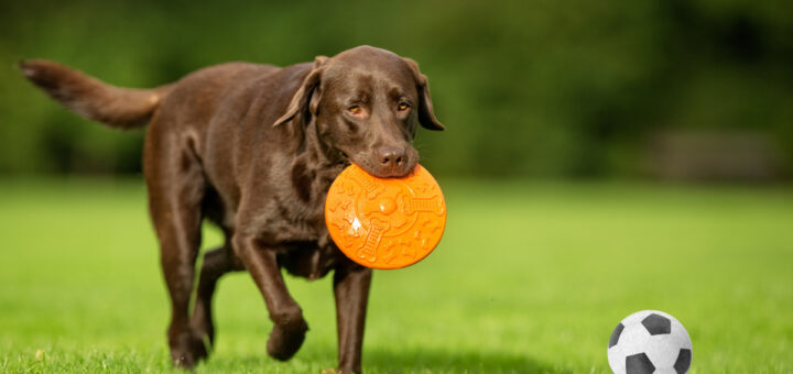 Как се гледа куче