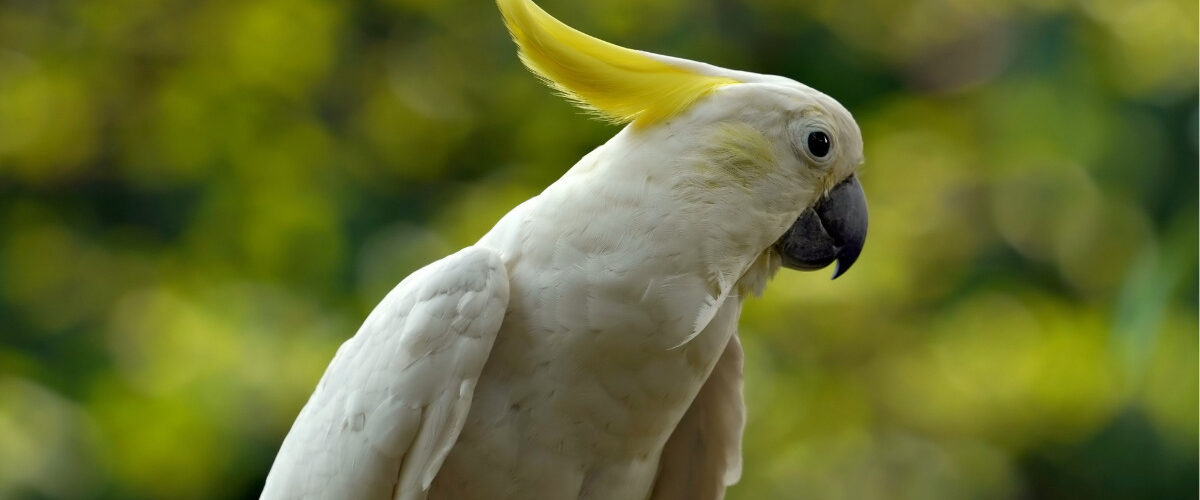 как се гледа папагал