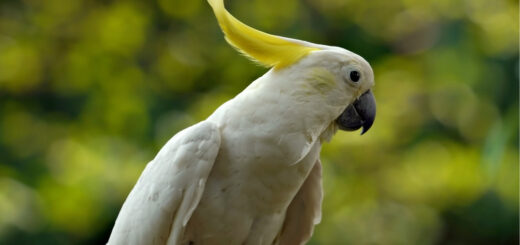 как се гледа папагал