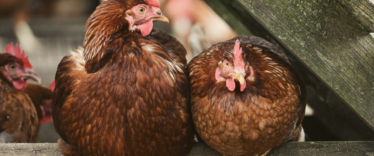 как се гледат кокошки