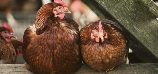 как се гледат кокошки