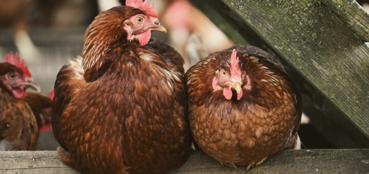 как се гледат кокошки