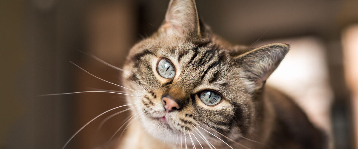 Как се отглежда котка