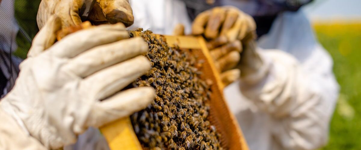 Как се вади мед