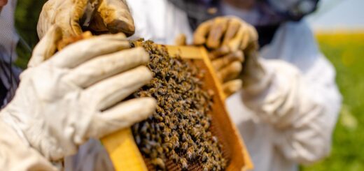 Как се вади мед