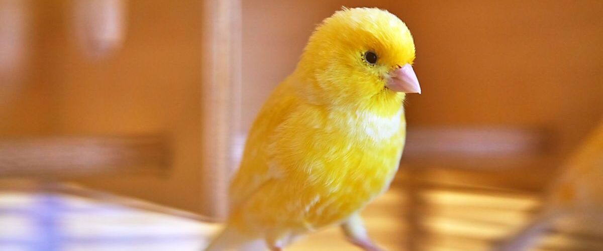 Канарчето не пее