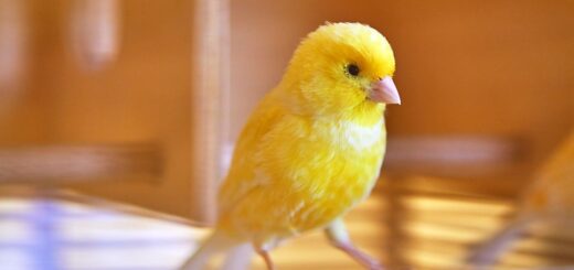 Канарчето не пее