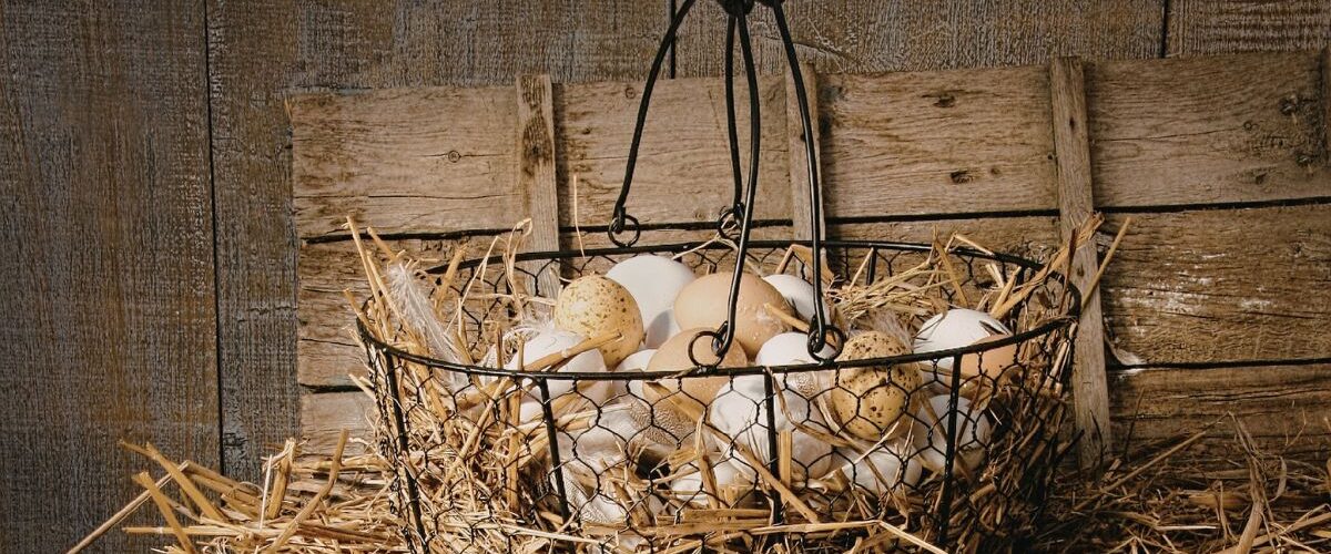 Кокошките снасят но не там където трябва