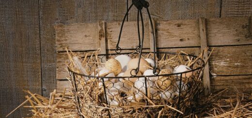 Кокошките снасят но не там където трябва