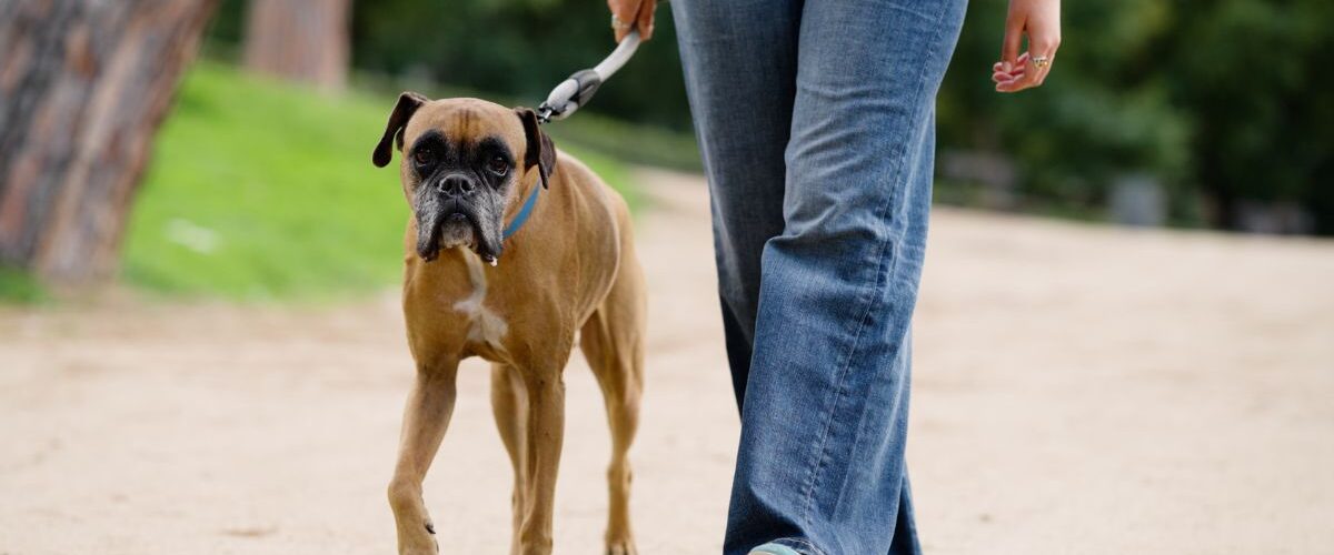 Колко често се разхожда куче