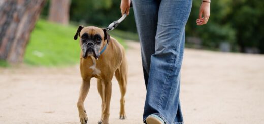 Колко често се разхожда куче