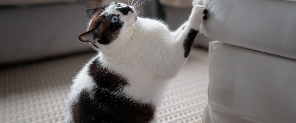 Котката драска мебели