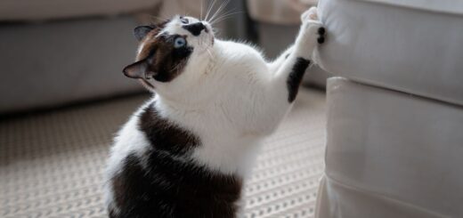 Котката драска мебели