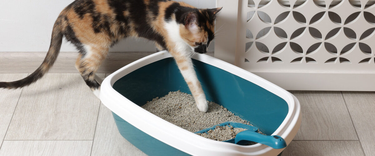 Котката не използва тоалетна