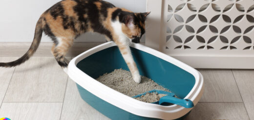 Котката не използва тоалетна