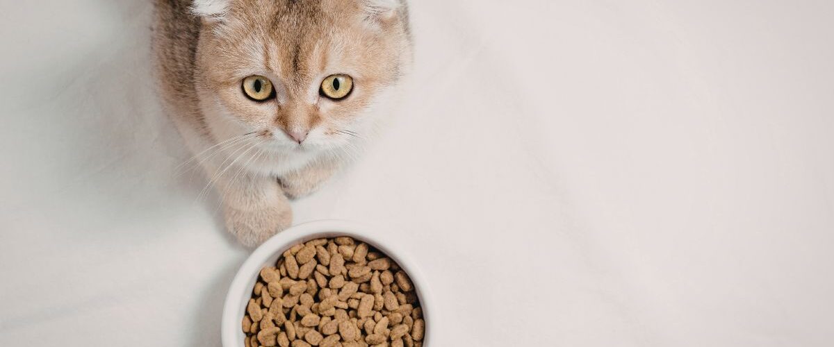 Котката не яде