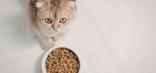 Котката не яде