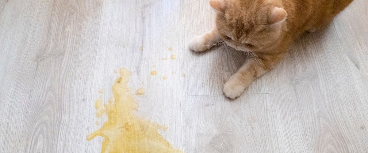 Котката повръща