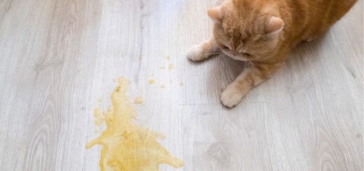 Котката повръща