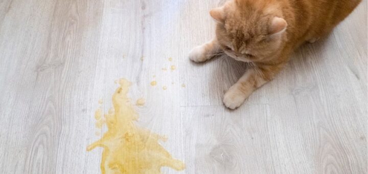 Котката повръща