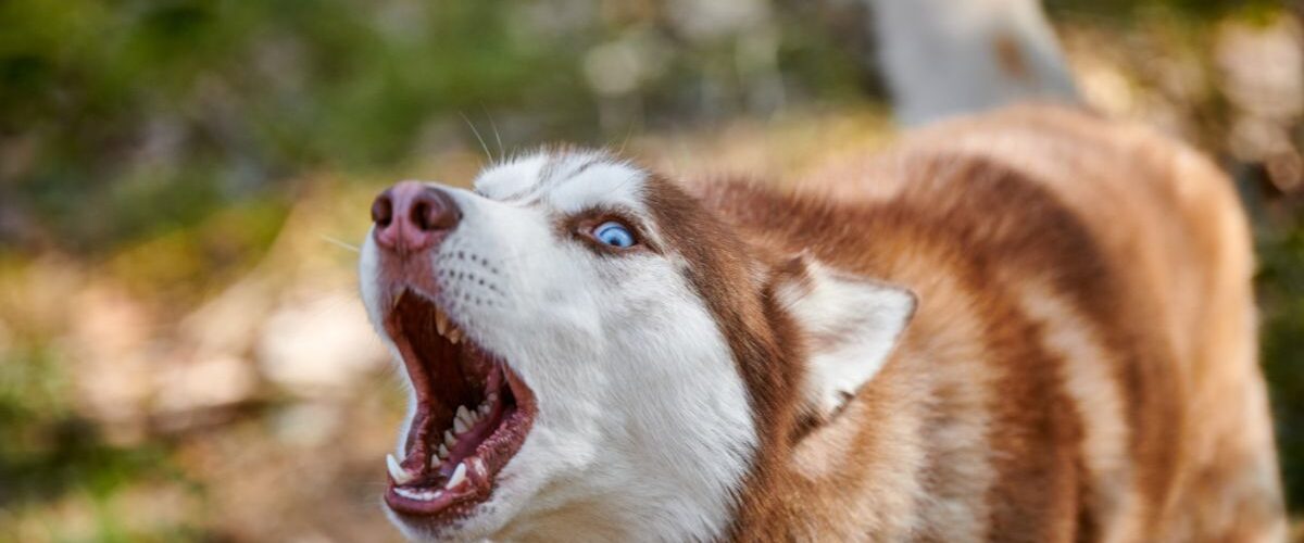 Кучето лае постоянно