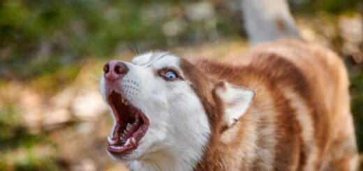 Кучето лае постоянно