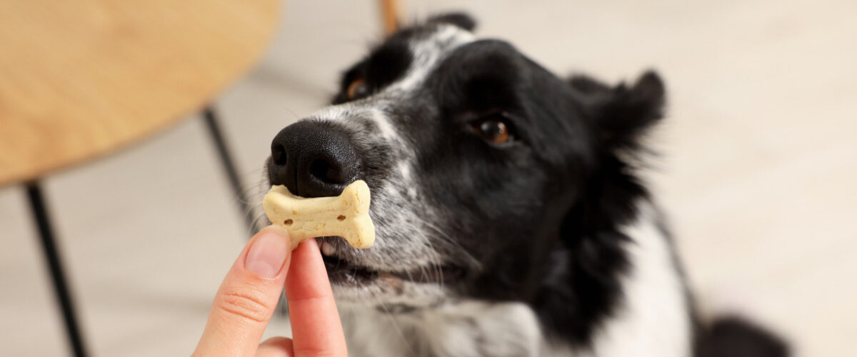 Кучето не яде