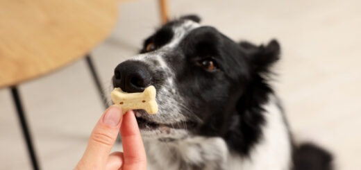 Кучето не яде