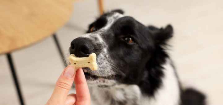 Кучето не яде