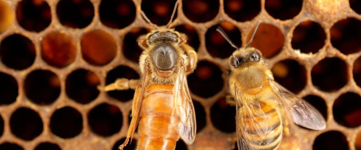 майката в кошера