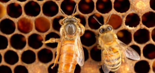 майката в кошера