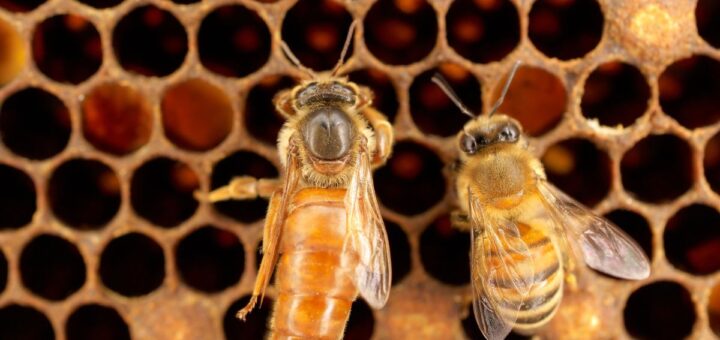 майката в кошера