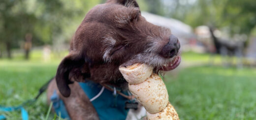 Натурална грижа за куче