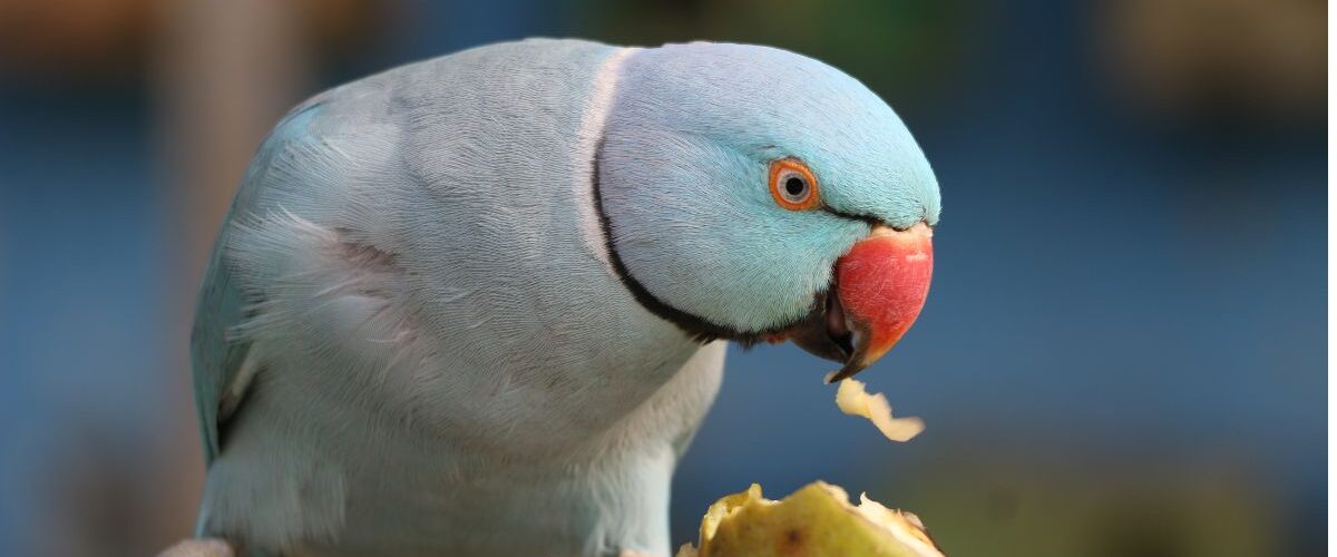 папагалът не яде